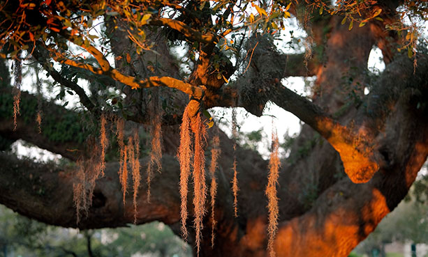 oak tree