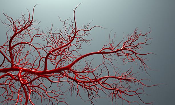 blood vessels