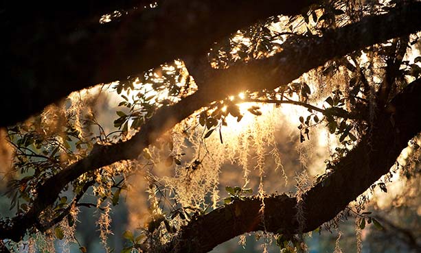 tree and sunset