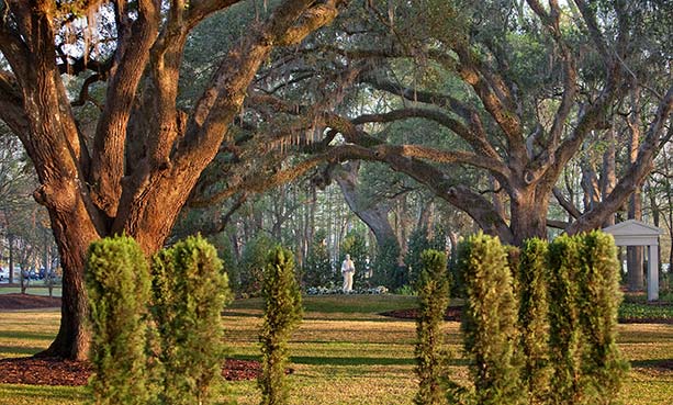 garden and trees