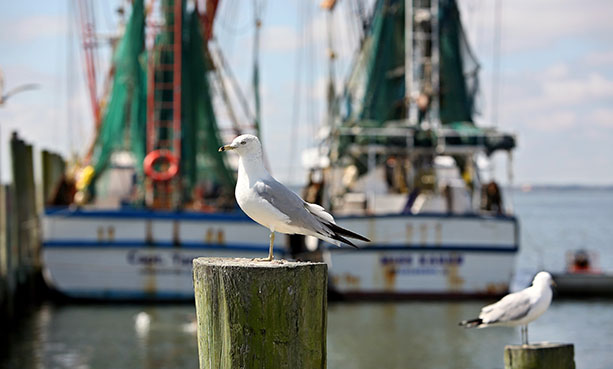 Shem Creek